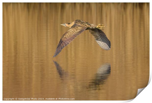 Bittern flying over the lake Print by GadgetGaz Photo