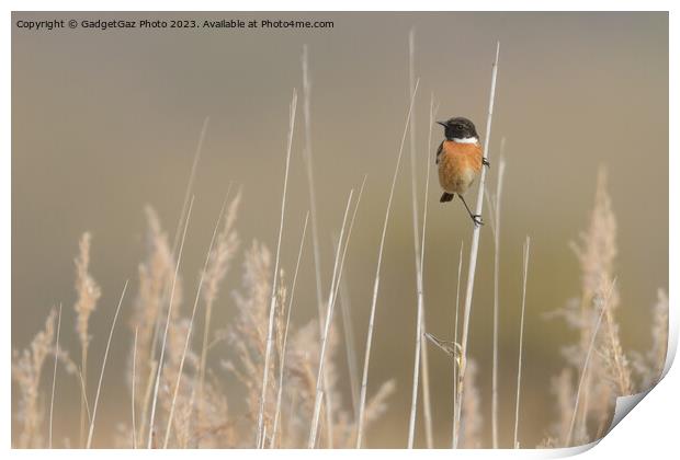 Stonechat within the reeds  Print by GadgetGaz Photo