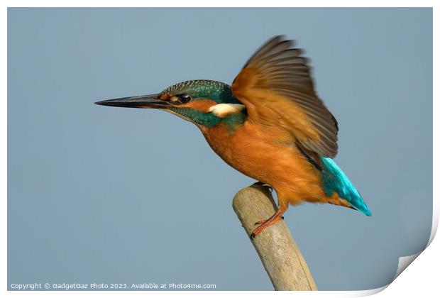 Kingfisher landing with wings up. Print by GadgetGaz Photo