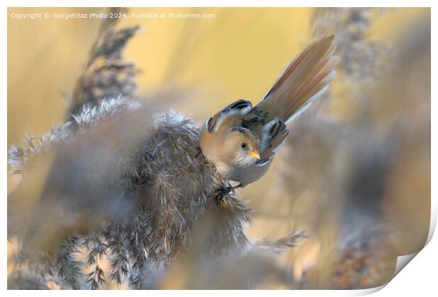 A Bearded tit within the reeds Print by GadgetGaz Photo