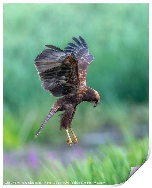 Marsh Harrier Juvenile dropping into the reedbed Print by GadgetGaz Photo