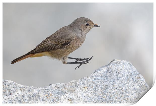 Black Redstart female Print by GadgetGaz Photo