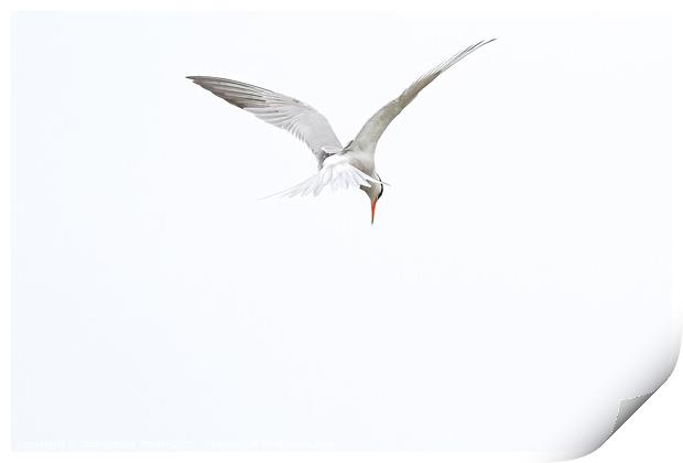 Common Tern Print by GadgetGaz Photo