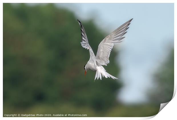 A Common Tern Print by GadgetGaz Photo