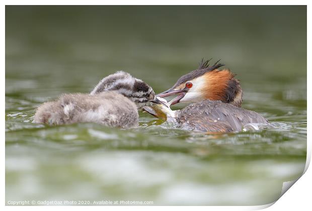 Great crested grebe and juvenile fishing. Print by GadgetGaz Photo