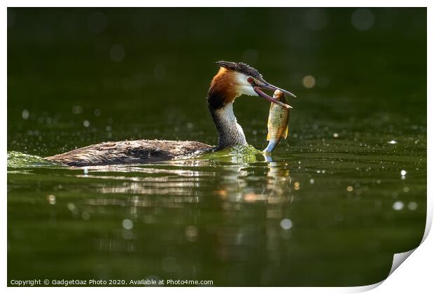 Great crested grebe with her fish. Print by GadgetGaz Photo