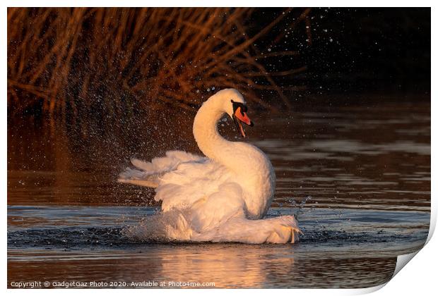 A mute Swan bathing at sunrise. Print by GadgetGaz Photo