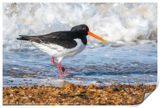 An Oystercatcher on the surf. Print by GadgetGaz Photo