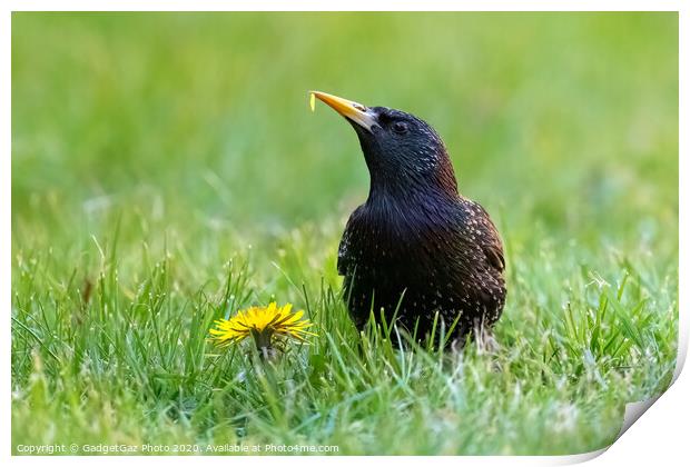 A starling eating a dandelion. Print by GadgetGaz Photo