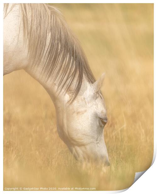 White Horse through the creamy fields of hay. Print by GadgetGaz Photo