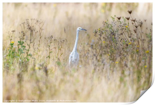 Little Egret in the fields Print by GadgetGaz Photo