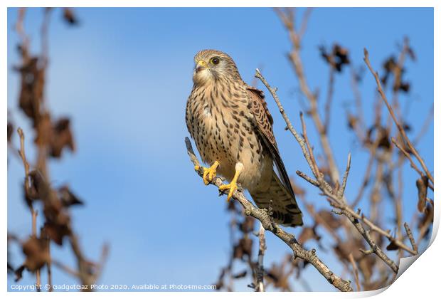 Kestrel perched in a tree Print by GadgetGaz Photo