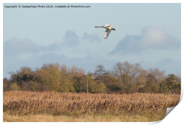Swan over the Marshes Print by GadgetGaz Photo