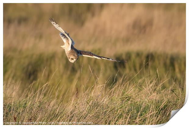 Short eared owl hunting Print by GadgetGaz Photo