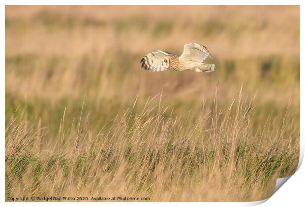 Short eared owl flying through the fields Print by GadgetGaz Photo