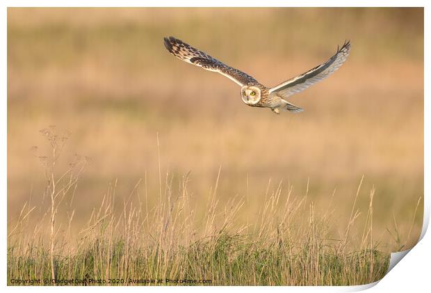 Short eared owl Print by GadgetGaz Photo