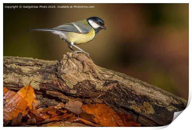Great tit in the sunlit Autumn woods. Print by GadgetGaz Photo