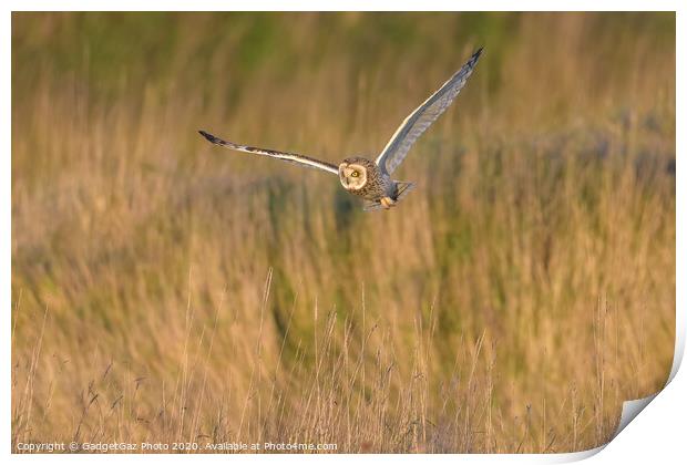 Short eared owl hunting in the countryside Print by GadgetGaz Photo