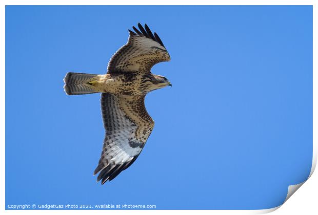 Buzzard in the blue sky Print by GadgetGaz Photo
