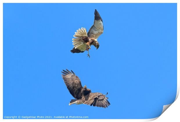 Buzzard and Marsh Harrier fighting Print by GadgetGaz Photo