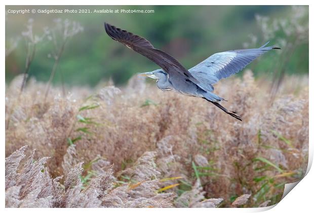 Heron flying in an Autumnal Kent Countryside Print by GadgetGaz Photo