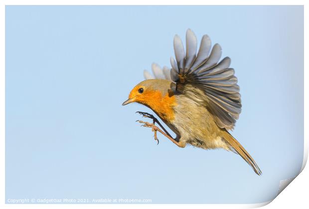 A Robin Redbreast hovering in the air Print by GadgetGaz Photo