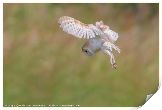 Barn Owl hovers as it is hunting in the wild Print by GadgetGaz Photo