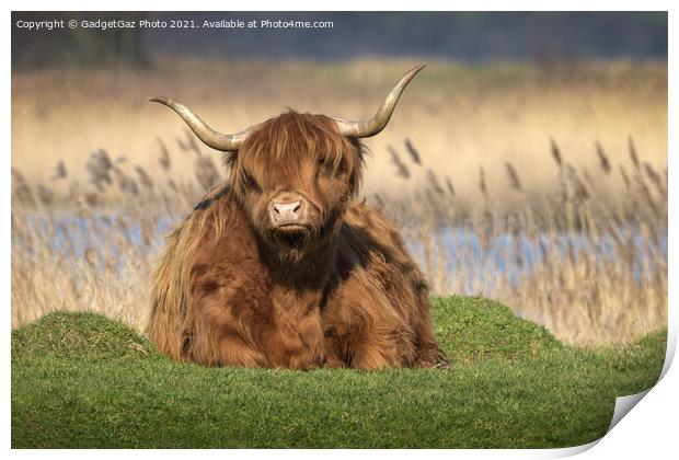 Highland Cattle Print by GadgetGaz Photo