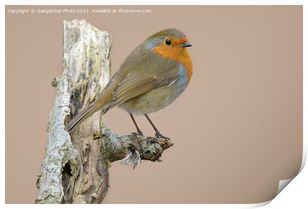 European robin Print by GadgetGaz Photo