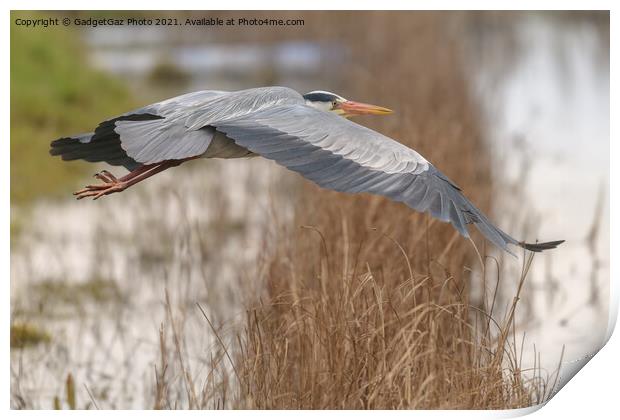 Grey Heron in Flight Print by GadgetGaz Photo