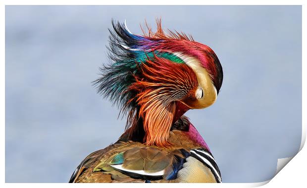 Mandarin Duck . Print by Ste Jones