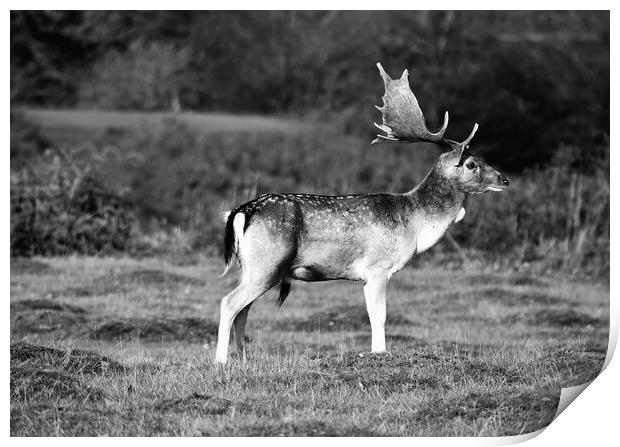 Deer at knole park kent Print by stuart bingham