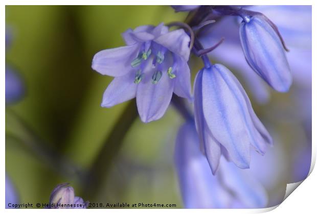 Enchanting Bluebell Bouquet Print by Heidi Hennessey