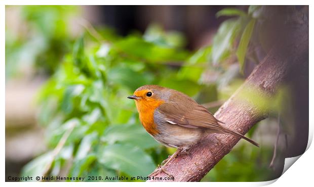 Delicate Robin in his Youth Print by Heidi Hennessey