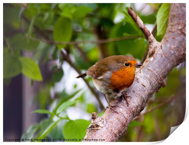 Delicate Robin Perches on Branch Print by Heidi Hennessey