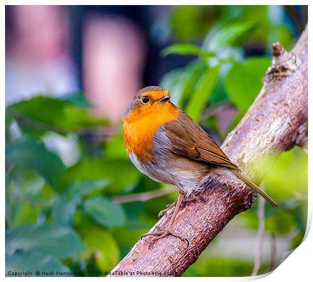 Delicate Robin perched peacefully Print by Heidi Hennessey