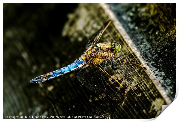 Majestic Dragonfly Takes a Breather Print by Heidi Hennessey