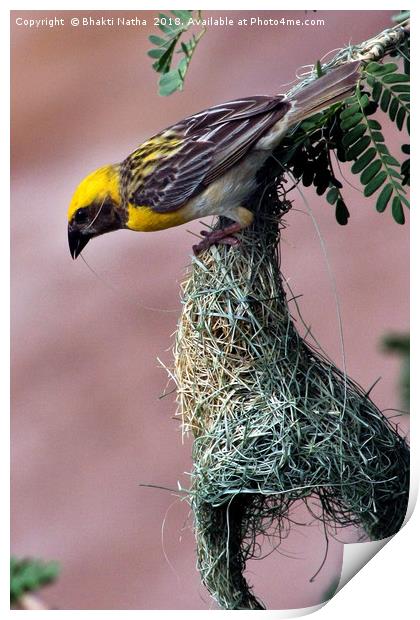 Baya Weaver Bird making Nest Print by Bhakti Natha