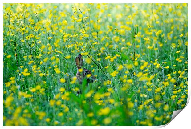 Buttercup Ears Print by Kevin Arscott