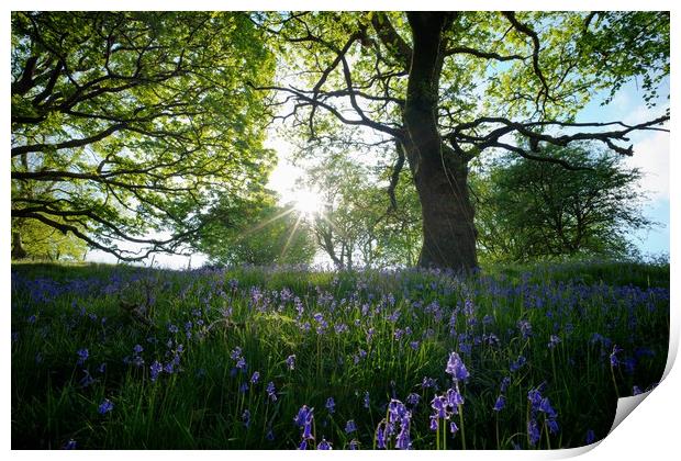 Late afternoon Bluebells Print by Kevin Arscott