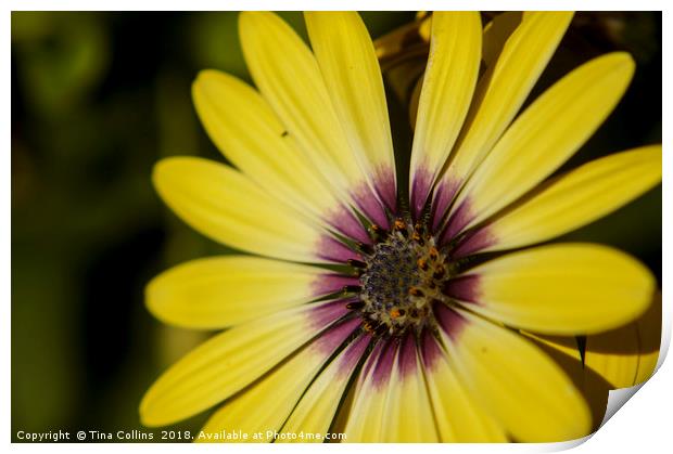African Daisy Print by Tina Collins