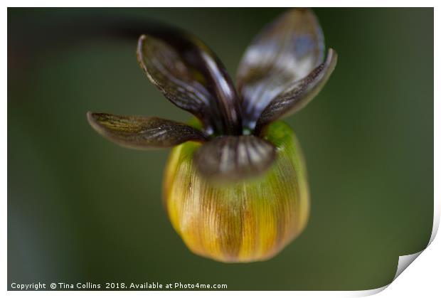 African Daisy Bud Print by Tina Collins