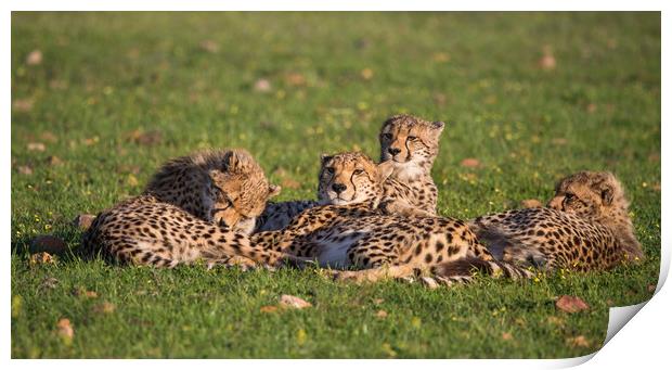 Cheetah family portrait in Spring sunset S Africa Print by Childa Santrucek