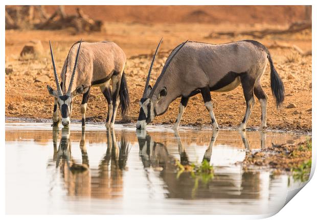 Oryx antelope drinking at the waterhole Print by Childa Santrucek