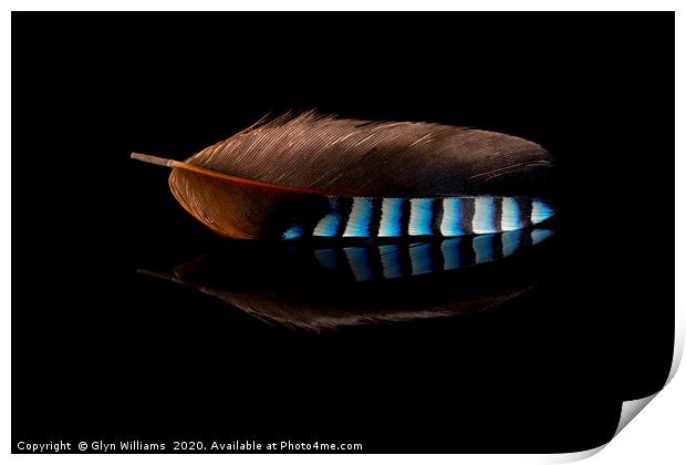 Jay Feather Print by Glyn Williams