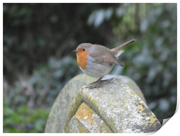 The Robin Print by Simon Hill