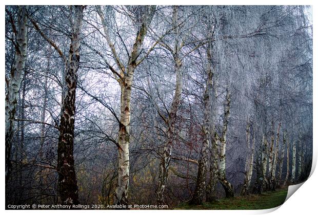 Frost in the Birches Print by Peter Anthony Rollings