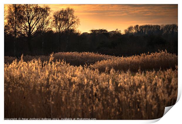 Last light over the Reeds Print by Peter Anthony Rollings