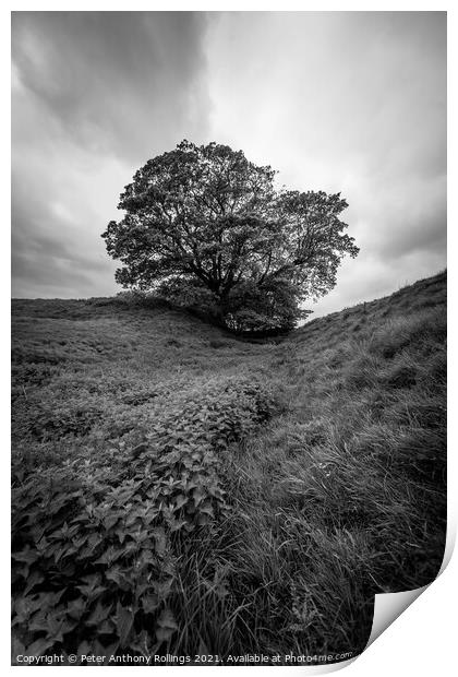 Lone Tree Print by Peter Anthony Rollings