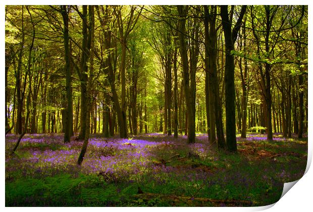 Bluebell Wood  Print by Nick Keown